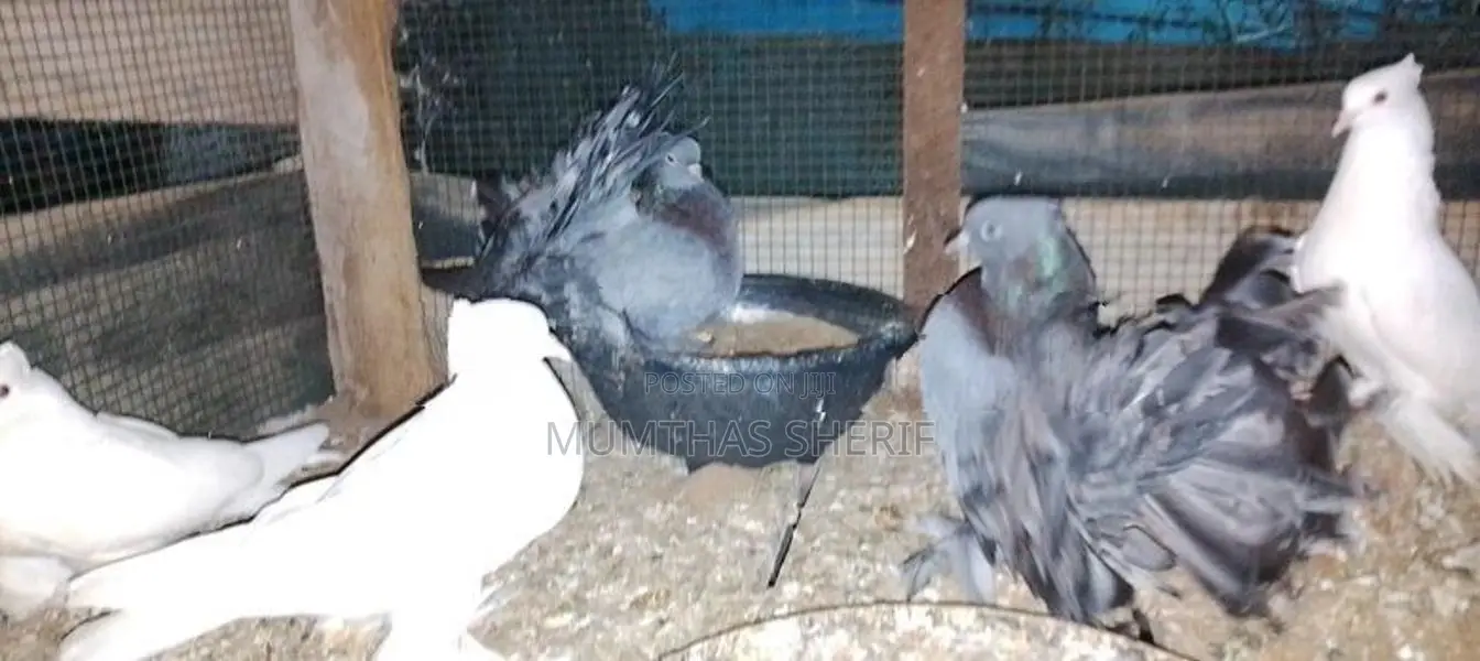 Breeding Fantail