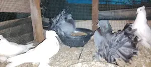 Breeding Fantail