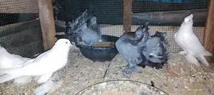 Breeding Fantail