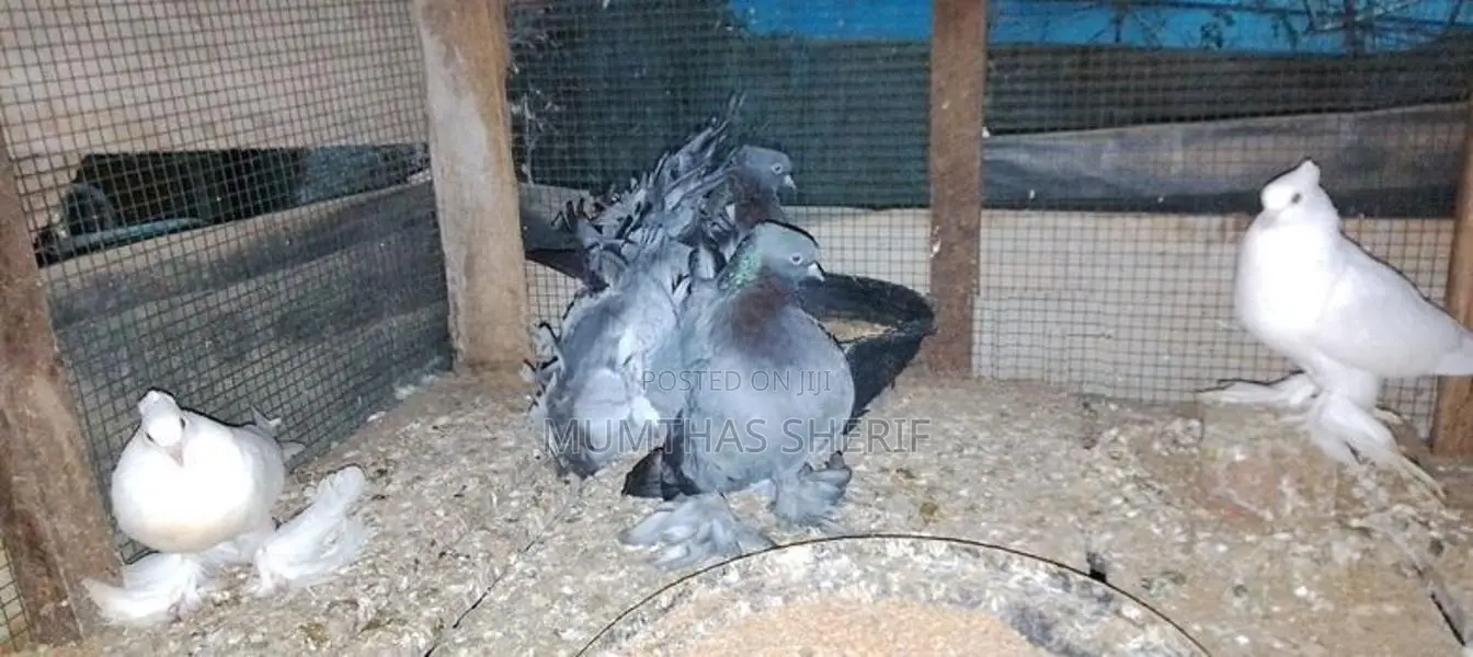 Breeding Fantail