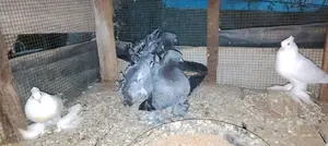 Breeding Fantail