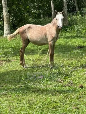 Pony Female