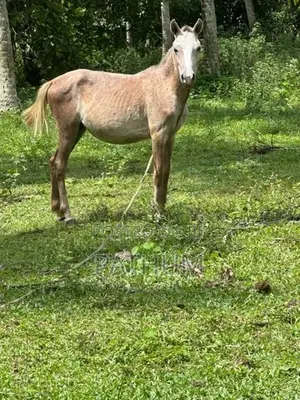 Pony Female
