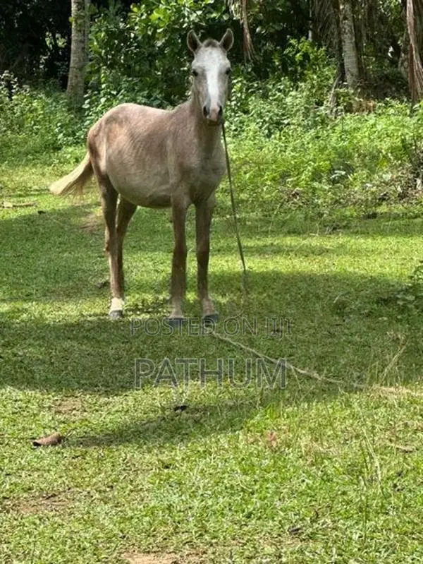 Pony Female