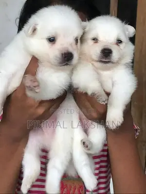 Pomeranian Puppies