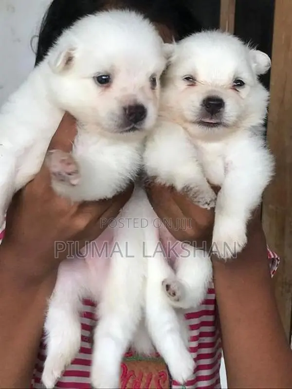 Pomeranian Puppies
