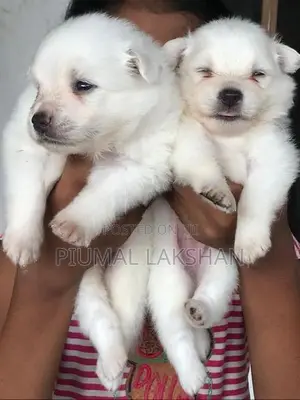 Pomeranian Puppies
