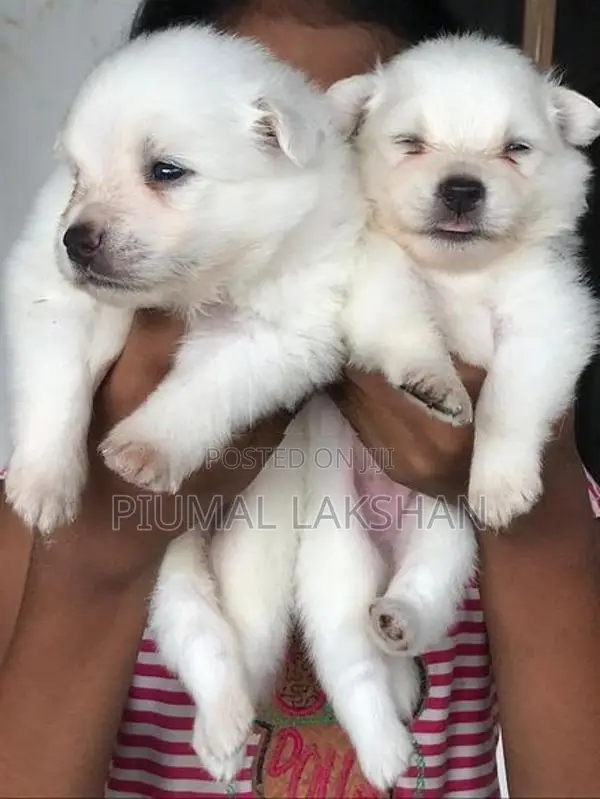Pomeranian Puppies
