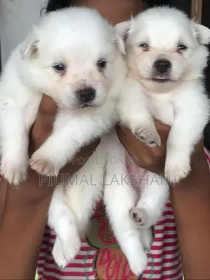 Pomeranian Puppies