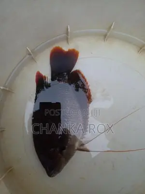 Red Fin Gourami (Wc)