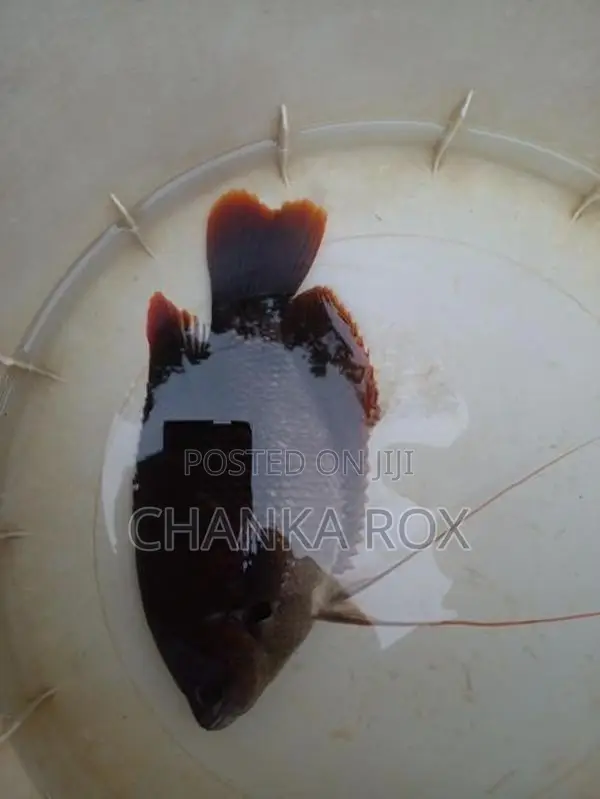 Red Fin Gourami (Wc)
