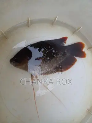 Red Fin Gourami (Wc)