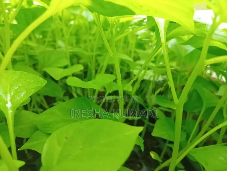 ස්කොච් බොනට් ඩාර්ක් ග්‍රීන් ජම්බෝ නයි මිරිස් පැල