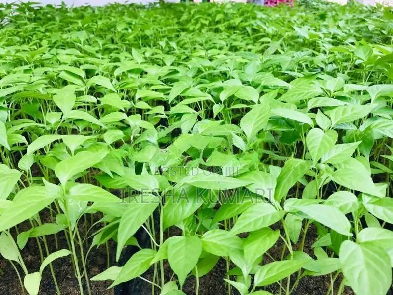ස්කොච් බොනට් ඩාර්ක් ග්‍රීන් ජම්බෝ නයි මිරිස් පැල