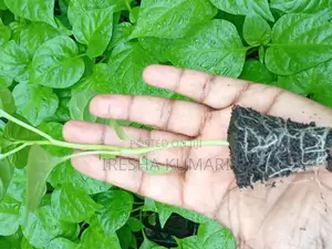 ස්කොච් බොනට් ඩාර්ක් ග්‍රීන් ජම්බෝ නයි මිරිස් පැල
