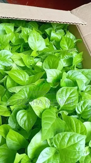 ස්කොච් බොනට් ඩාර්ක් ග්‍රීන් ජම්බෝ නයි මිරිස් පැල