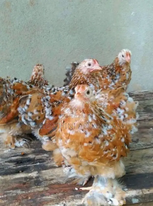 Fancy Chicks