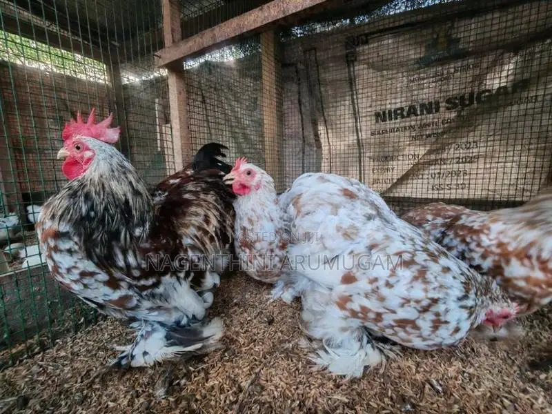 Fancy Chicks