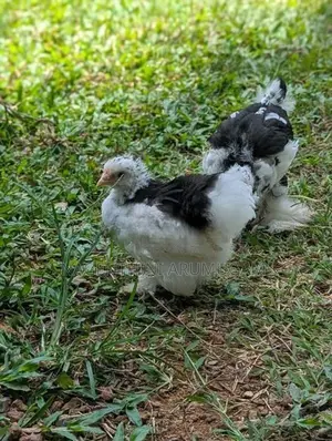 Fancy Chicks