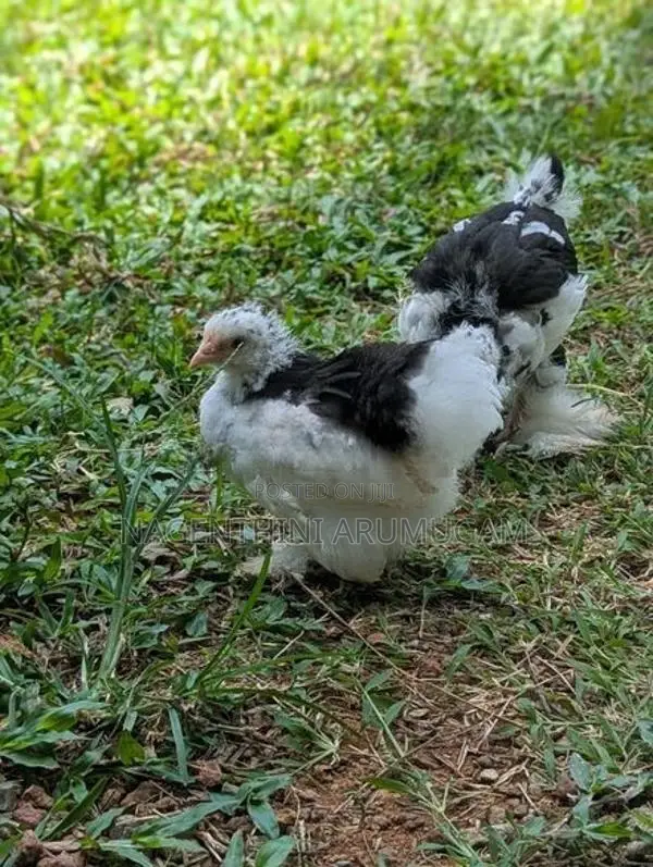 Fancy Chicks