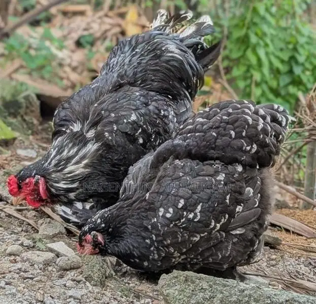 Fancy Chicks
