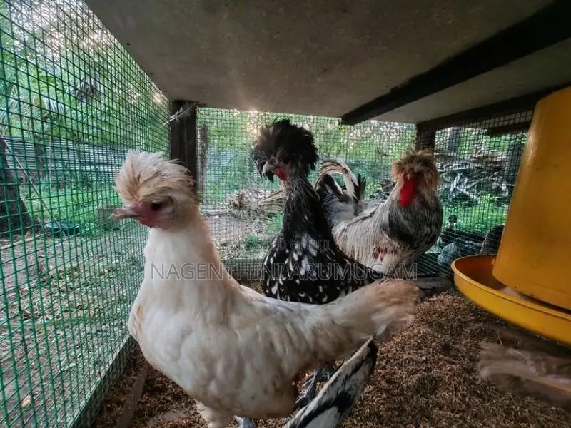 Fancy Chicks