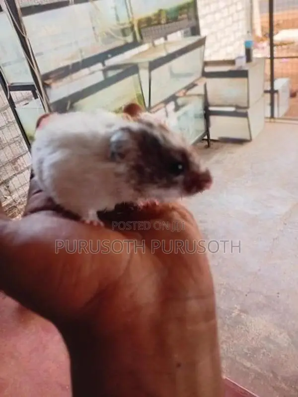 Hamster