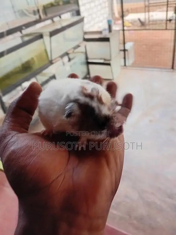 Hamster