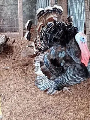 Turkey