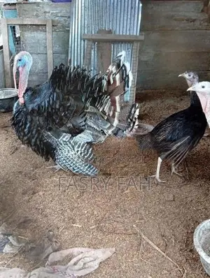 Turkey