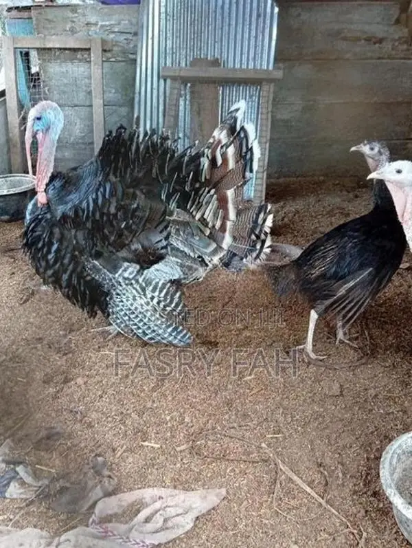 Turkey