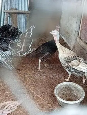 Turkey
