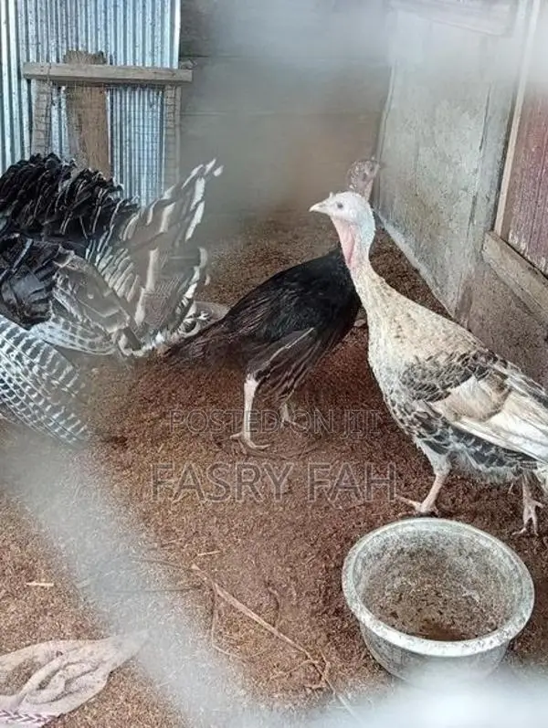 Turkey