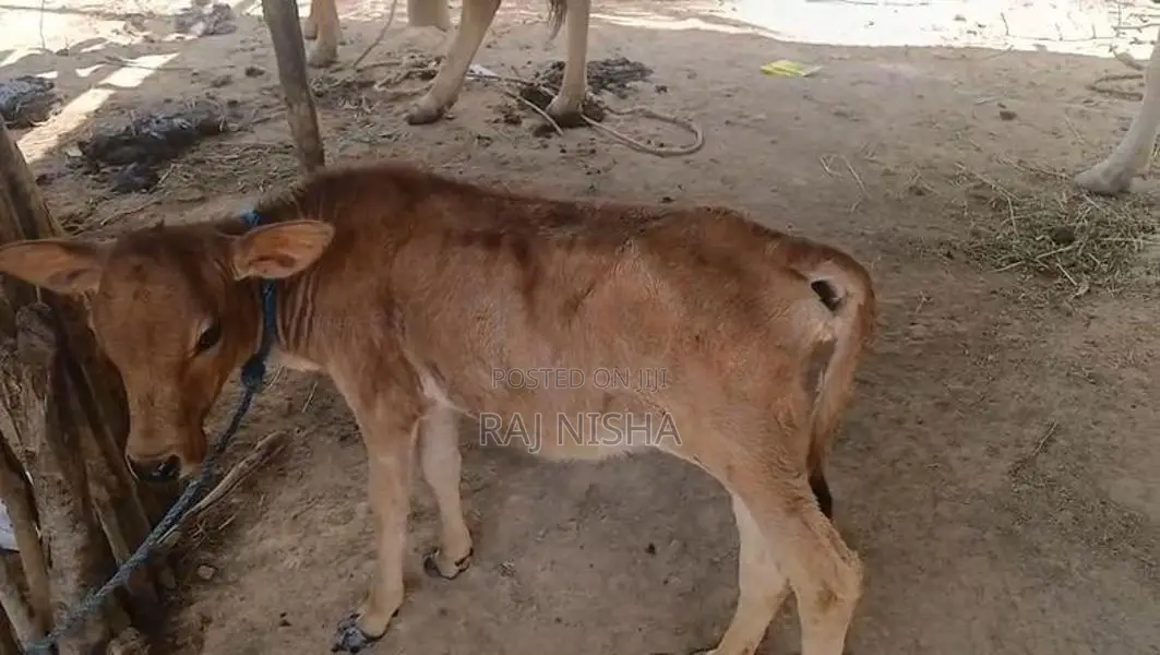 பால் மாடு