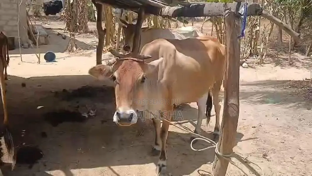 பால் மாடு