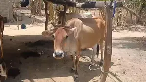 பால் மாடு