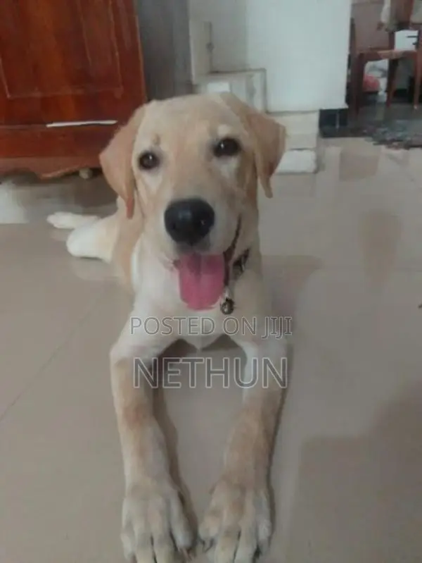 Labrador Puppy