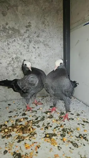 Pigeons
