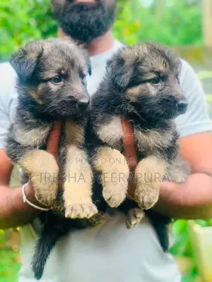 German Shepherd