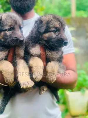 German Shepherd