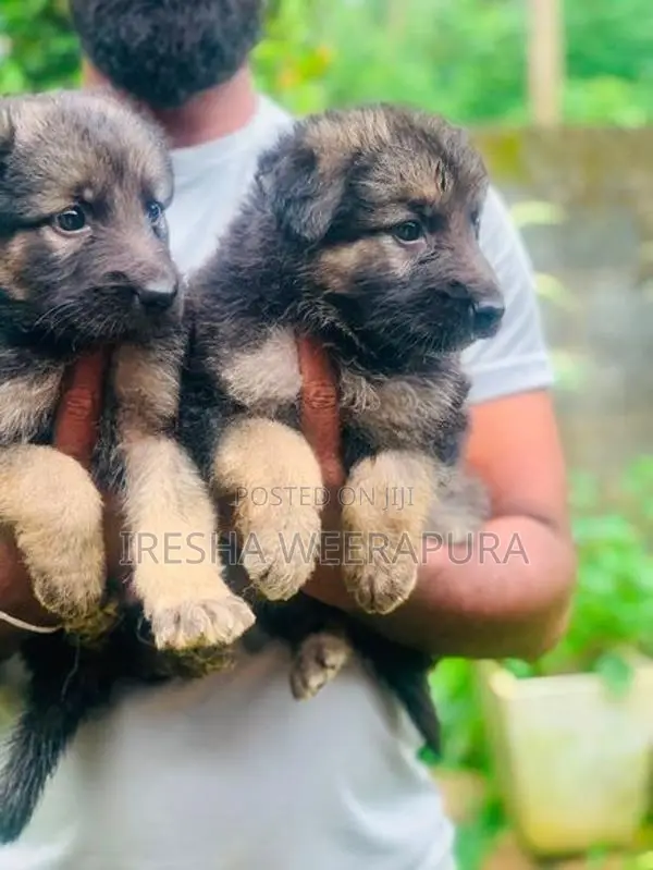 German Shepherd