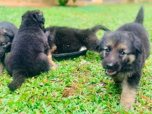 German Shepherd