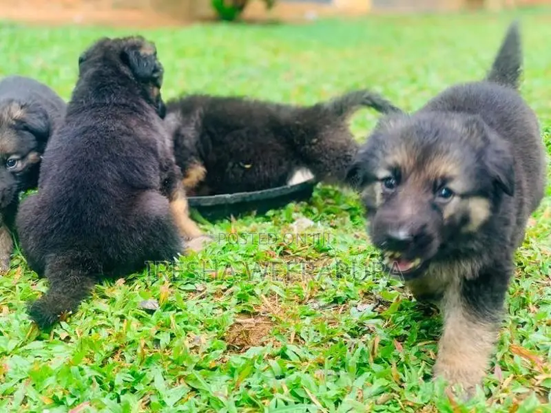 German Shepherd