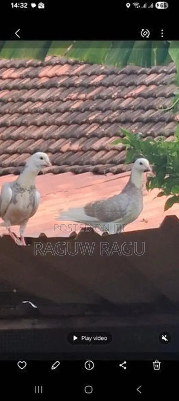 Pigeons