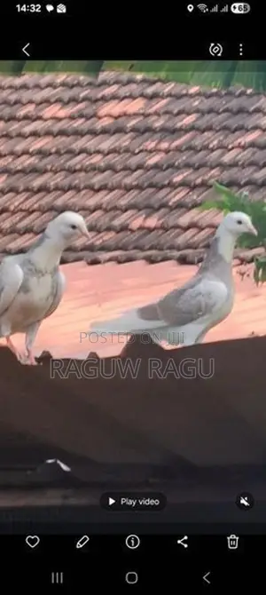 Pigeons