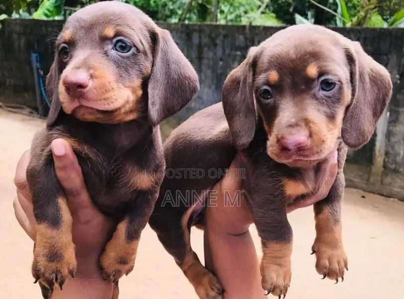 Dachshund Puppies