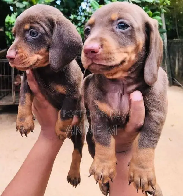 Dachshund Puppies