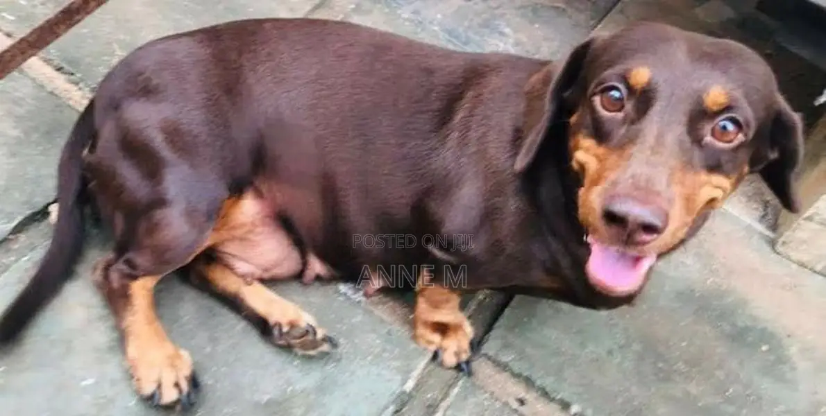 Dachshund Puppies