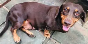 Dachshund Puppies