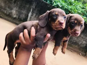 Dachshund Puppies